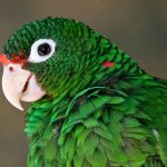 Cotorra puertorriqueña