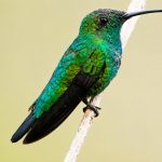 Zumbador Verde